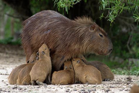 A Swarm Of Baby Capybaras Hydrochaeris Photograph by Beth Wald - Fine ...