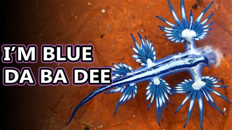 Blue Sea Dragon facts: aka blue sea slugs | Animal Fact Files - YouTube