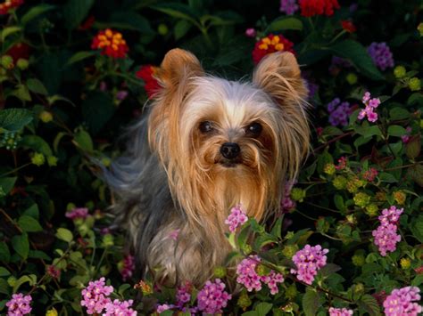 Yorkie Puppies Background - Wallpaper, High Definition, High Quality, Widescreen