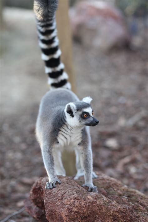 Images Gratuites : la nature, faune, zoo, mammifère, primate, animaux ...