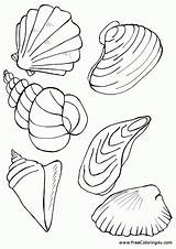 Shell Shells Coloring Seashell Outline Pages Colouring Printable Sea  sketch template