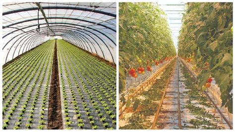 Hoop House or Greenhouse — Which One Is for You? - Growing Produce