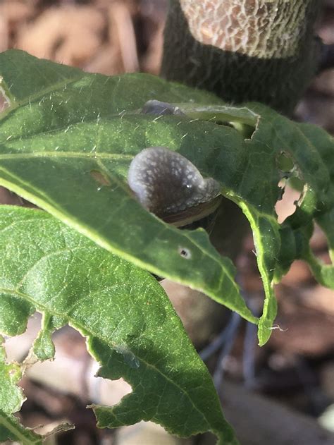 Have you ever seen snails actively eating? — Plant Harmony