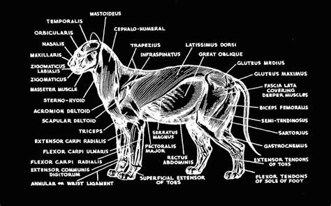 Superficial Muscles of the Cat