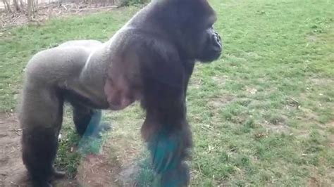 Angry Silverback Gorilla Fighting