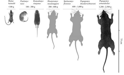 Feeder Rat Size Chart