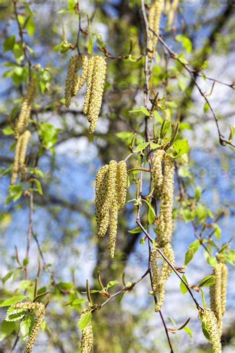 birch catkins, outdoors 9773509 Stock Photo at Vecteezy