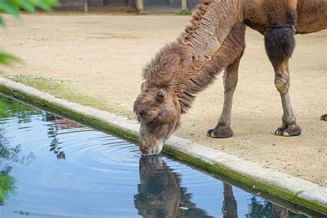 Thirsty Camel Drinking Desert Stock Photos, Pictures & Royalty-Free Images - iStock