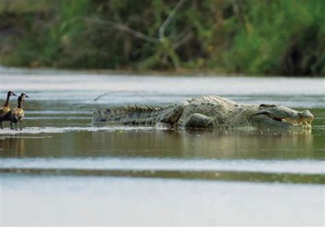 A photograph of Gustave by Martin Best for National Geographic | Gustave crocodile, Nile ...