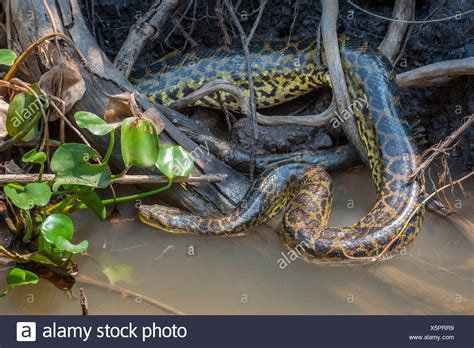 Images Of Anaconda In Amazon River - Anaconda Gallery