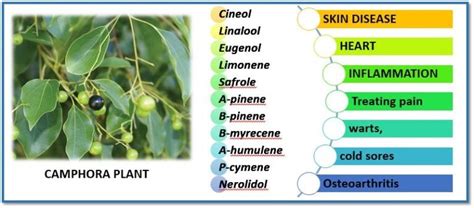 A Medicinal Significance of Camphor plant: Cinnamomum camphora ...