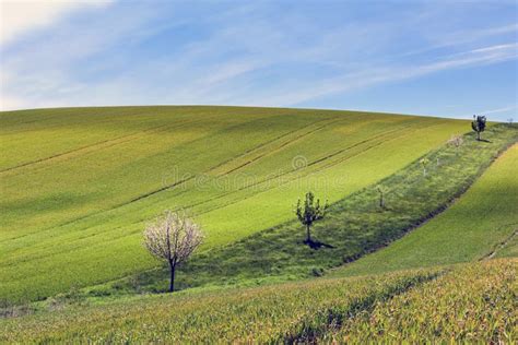 Moravian Landscape Blooming Trees Stock Photo - Image of grassland, meadow: 95308038