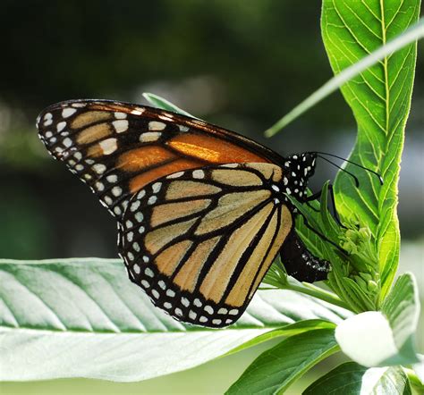File:Monarch Butterfly Danaus plexippus Laying Eggs.jpg - Wikipedia, the free encyclopedia