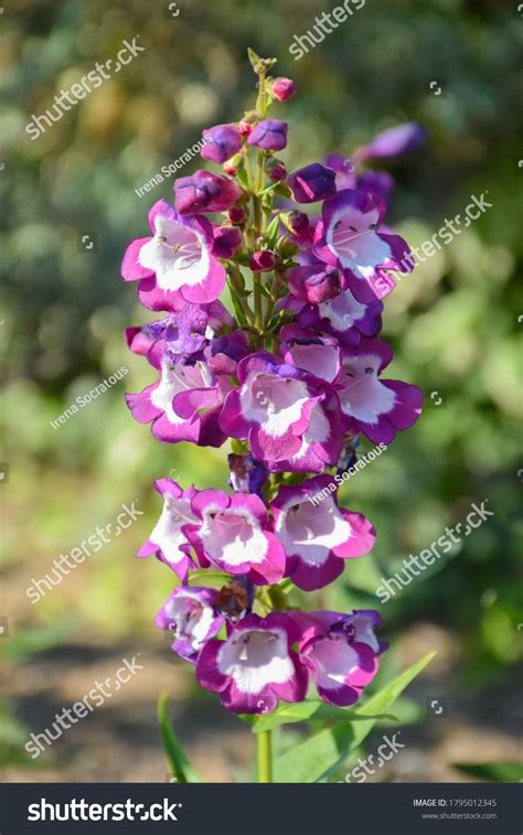 Purple Penstemon Images: Browse 703 Stock Photos & Vectors Free ...