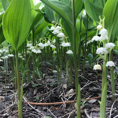 4 Types Of Convallaria Pictorial Guide