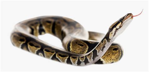 Reptile Tongue Png - Ball Python Snake Transparent Background, Png Download , Transparent Png ...