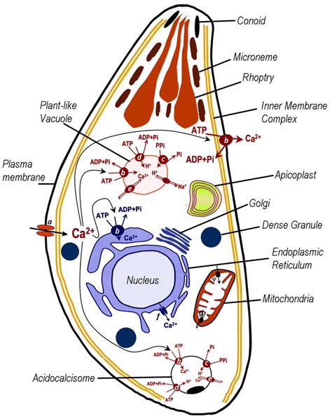 [DIAGRAM] Toxoplasma Gondii Diagram - MYDIAGRAM.ONLINE