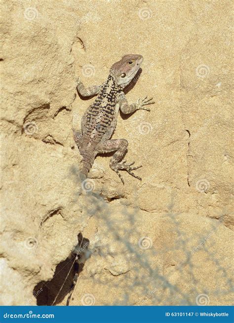 Starred Agama stock image. Image of lizard, vertical - 63101147