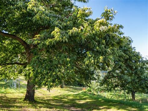 Treating A Sick Chestnut - How To Recognize Common Diseases Of Chestnut Trees