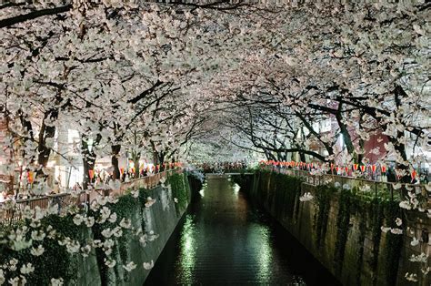 Cherry Blossoms Over Meguro River Photograph by Dear Blue - Fine Art America