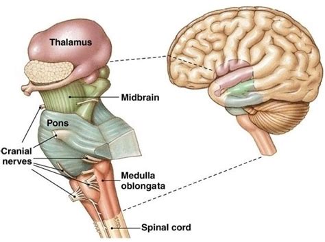 corona radiata | Brain stem, Cranial nerves, Brain models