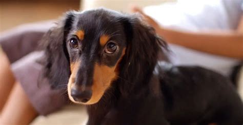 How to Groom a Long Haired Dachshund (2024) | My Pets Guide