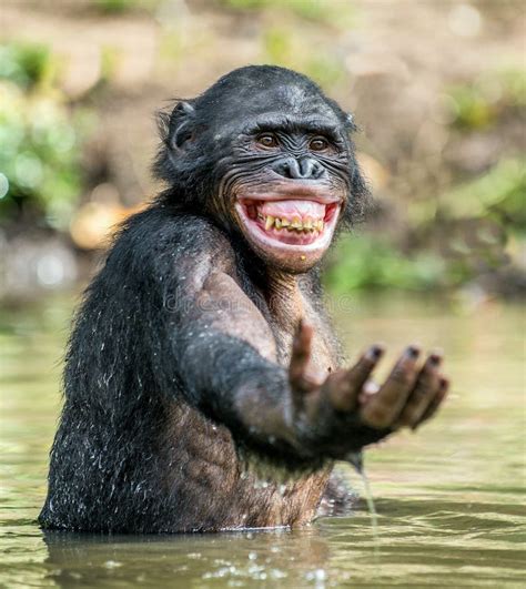 Smiling Bonobo in the Water. Editorial Stock Image - Image of habitat, like: 83680094