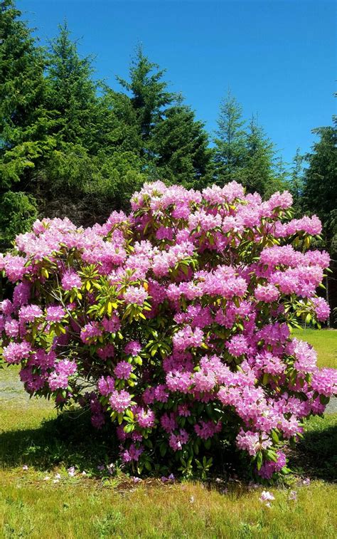 Oregon Rhododendron | Rhododendron, Plants, Oregon