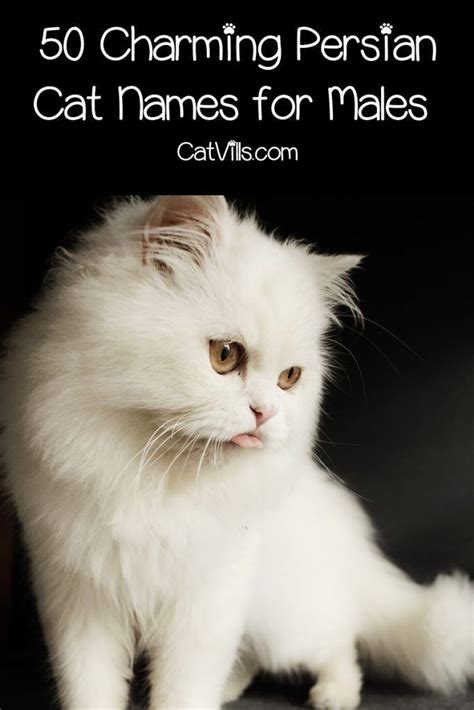 Top 100 Persian Cat Names for Male & Female Kitties | Cat names, Persian cat, Cute cat names