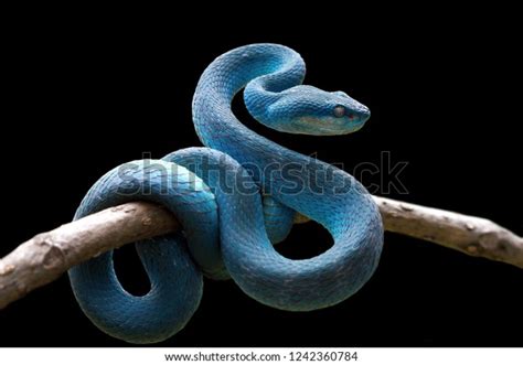 Blue Viper Snake On Branch Viper Stock Photo (Edit Now) 1242360784