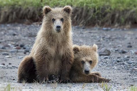 Alaska Brown Bear Cubs Photograph by Linda D Lester - Pixels