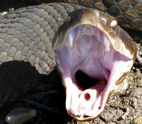 Snakes: Snake's Mouth