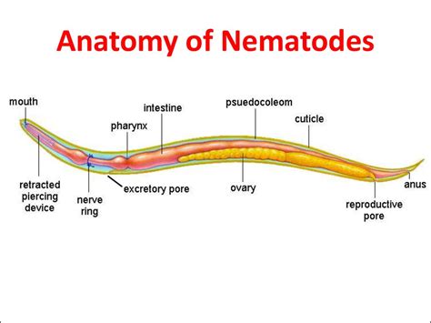 Parasite Labelled Diagram