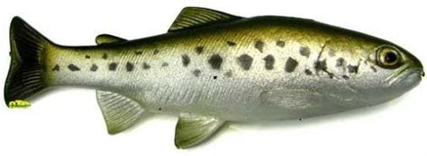 Best Swimbaits For Bass - Best Bass Fishing Lures