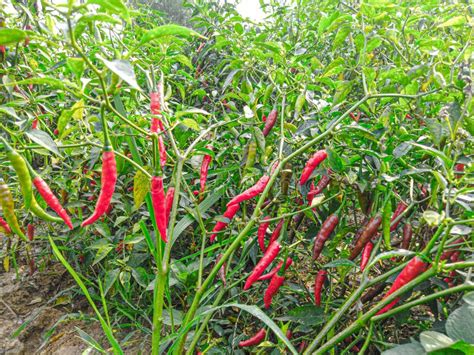 35,397 Red Chilli Plant Photos - Free & Royalty-Free Stock Photos from ...