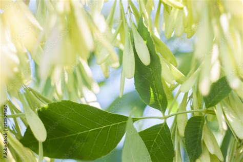 Ash tree seeds and leaves Stock Photo | Adobe Stock