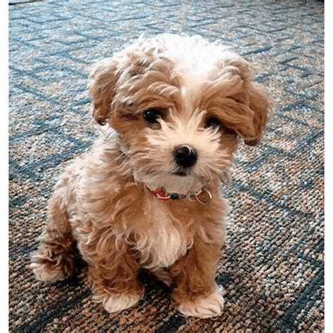 Teddy Bear Puppies for Sale in NY (Brooklyn) - Teacup Pups