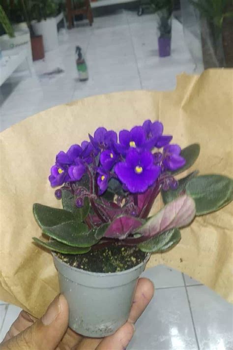 African Violets - Indoor Plants | Plantshop.me