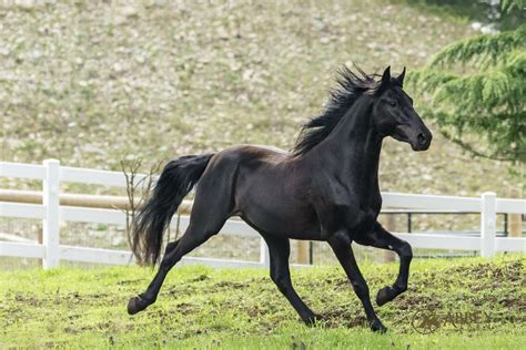 Maverick — Abbey Rocky Mountain Horses