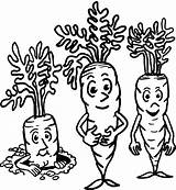 Carrot Coloring Pages  Best For Kids sketch template