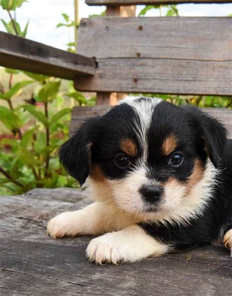 Corgipoo Puppies Fall Litter - Oswald Vineyard