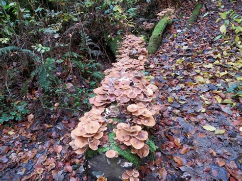 Fungi on a rotting log © philandju :: Geograph Britain and Ireland