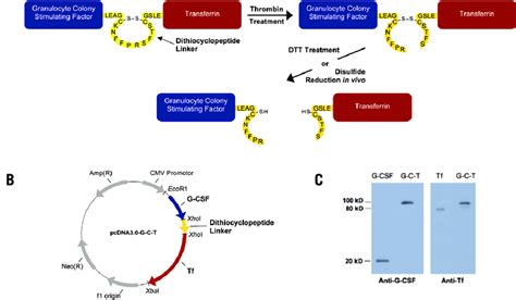 Construction and expression of G-C-T fusion protein. (A) Design of the ...