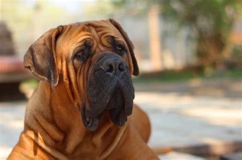 Boerboel - South African Mastiff Breed Guide - Animal Corner