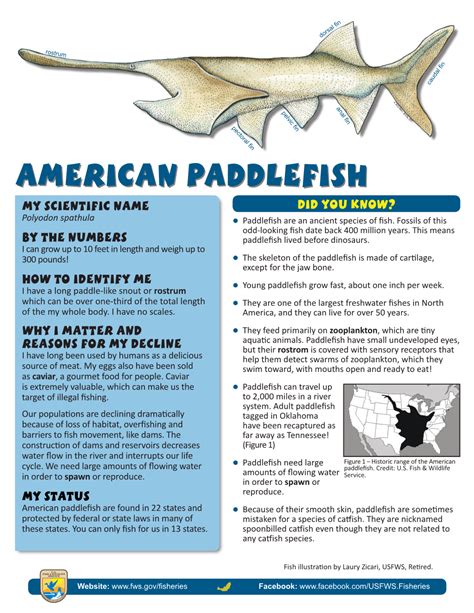 American Paddlefish My Scientific Name Did You Know? Polyodon Spathula ...