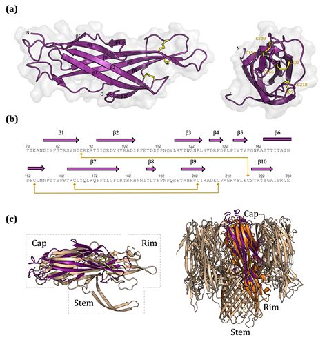 How do effector proteins from necrotrophic fungi cause disease in wheat ...