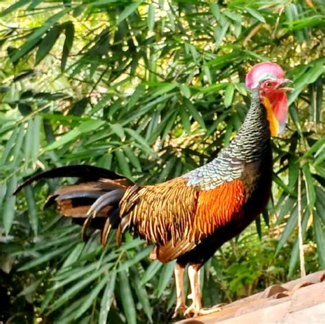 Green Jungle Fowl The King of Poultry Breed | Exotic Birds of Indonesi