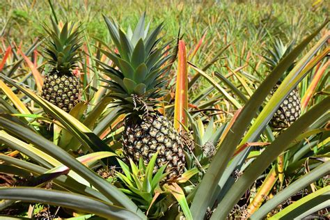 TMC-assisted farmers reap sweet harvests from pineapple plantation ...