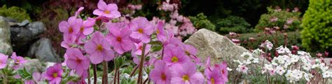 Alpine Plants in the Garden Photos