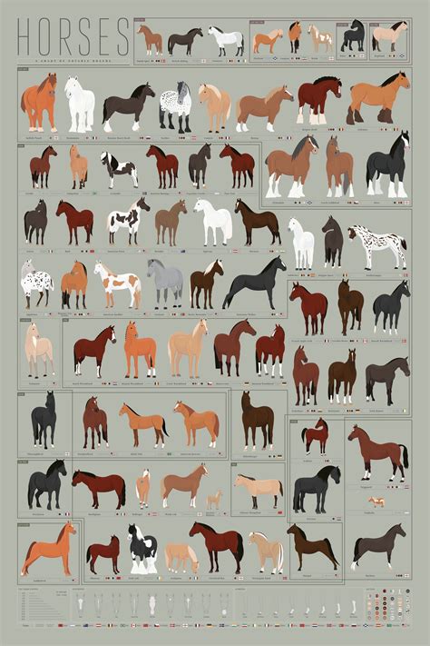 Horses: A Chart of Notable Breeds | Horse markings, Horse breeds, Horses